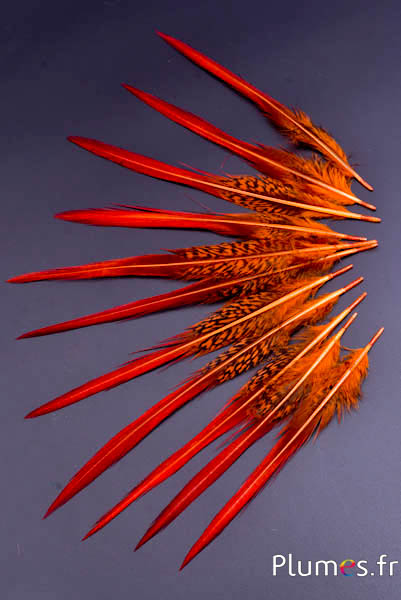 Faisan doré queue - 15-20 cm - orange-rouge
